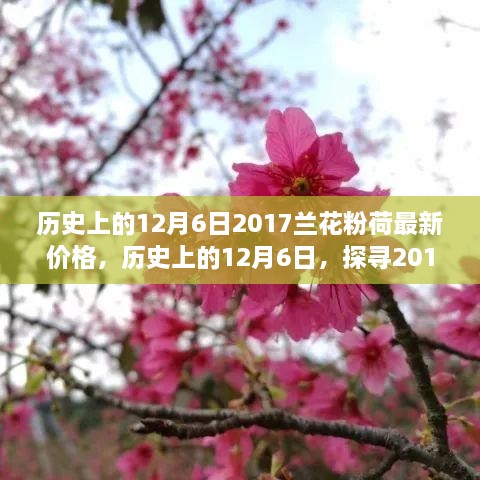 歷史上的12月6日，探尋2017蘭花粉荷最新價格與市場影響