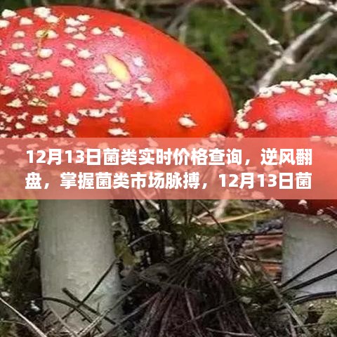 掌握菌類市場脈搏，12月13日菌類實(shí)時價格查詢及其啟示