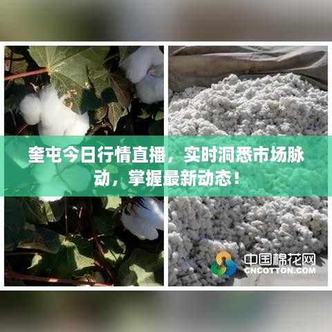 奎屯今日行情直播，實時洞悉市場脈動，掌握最新動態(tài)！