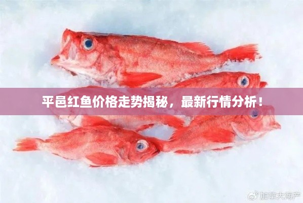 平邑紅魚(yú)價(jià)格走勢(shì)揭秘，最新行情分析！