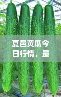 夏邑黃瓜今日行情，最新價(jià)格一網(wǎng)打盡