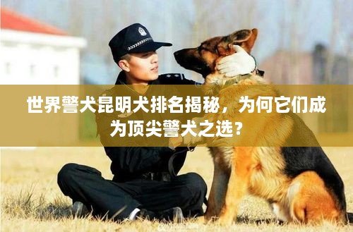 世界警犬昆明犬排名揭秘，為何它們成為頂尖警犬之選？