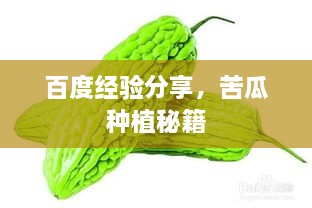 百度經(jīng)驗分享，苦瓜種植秘籍