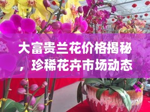 大富貴蘭花價(jià)格揭秘，珍稀花卉市場(chǎng)動(dòng)態(tài)與價(jià)值探究