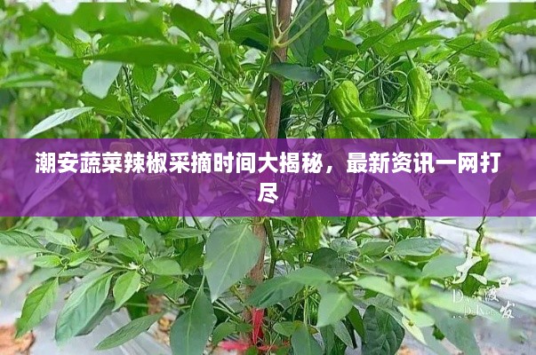 潮安蔬菜辣椒采摘時間大揭秘，最新資訊一網(wǎng)打盡