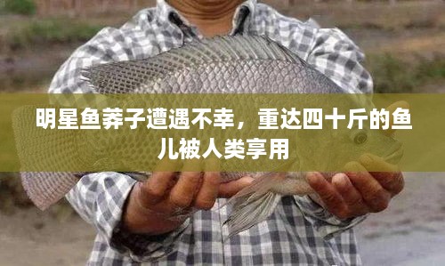 明星魚莽子遭遇不幸，重達(dá)四十斤的魚兒被人類享用