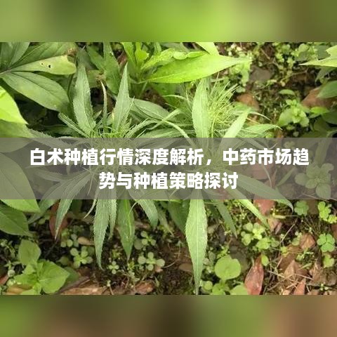 白術(shù)種植行情深度解析，中藥市場(chǎng)趨勢(shì)與種植策略探討