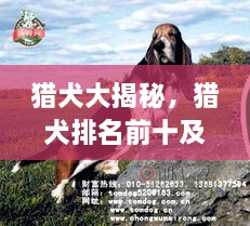 獵犬大揭秘，獵犬排名前十及詳細(xì)圖片介紹