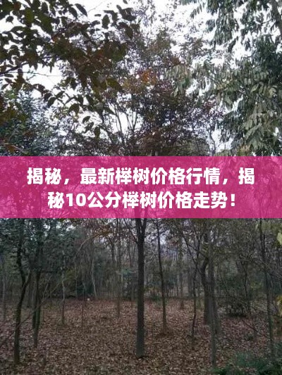 揭秘，最新櫸樹價格行情，揭秘10公分櫸樹價格走勢！