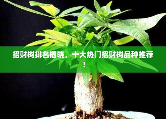 招財樹排名揭曉，十大熱門招財樹品種推薦！